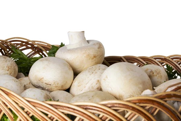 Edible raw mushrooms — Stock Photo, Image