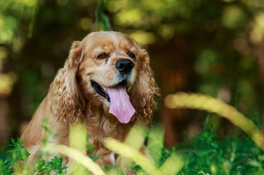 Amerikan Cocker Spaniel köpek doğurmak