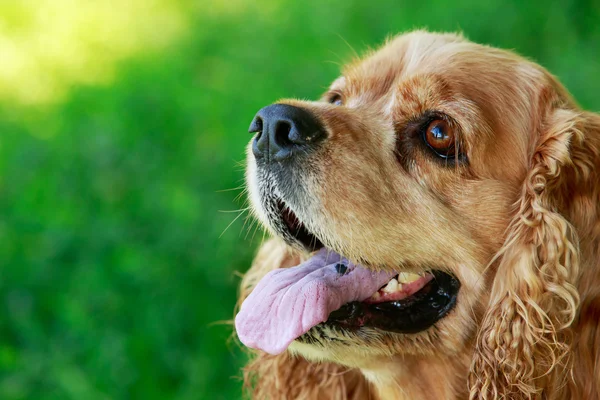 Dog breed American Cocker Spaniel — Stock Photo, Image