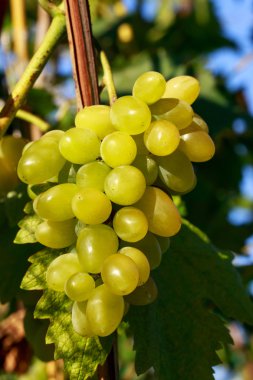Olgun üzümler.