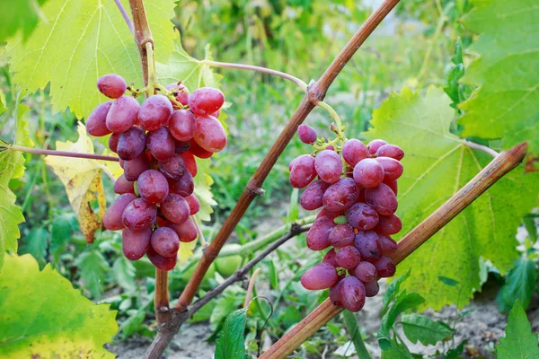 Bouquet de raisins mûrs — Photo