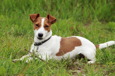 Jack Russell Terrier köpek