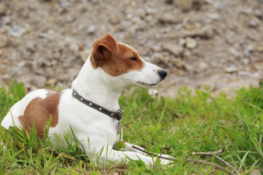Jack Russell Terrier köpek