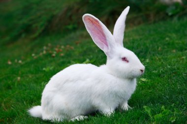 beyaz tavşan