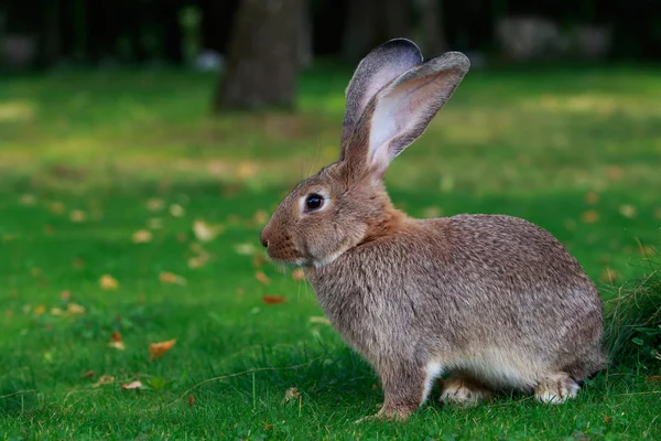 Šedý králíček — Stock fotografie