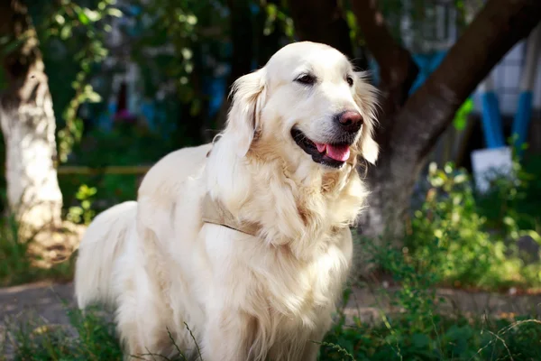 Perro crianza golden retriever — Foto de Stock