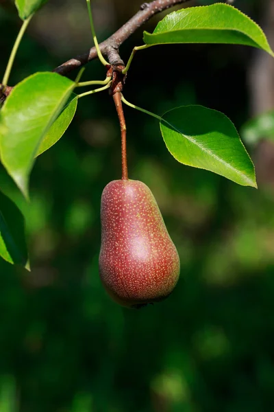 La pera madura — Foto de Stock