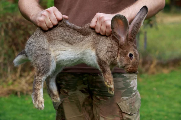 Králík v rukou člověka — Stock fotografie