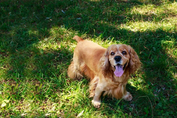 Hunderasse amerikanischer Cocker Spaniel — Stockfoto