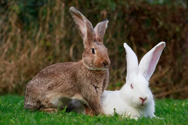 Dois coelhos em um verde — Fotografia de Stock