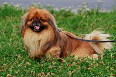 köpek doğurmak Pekingese