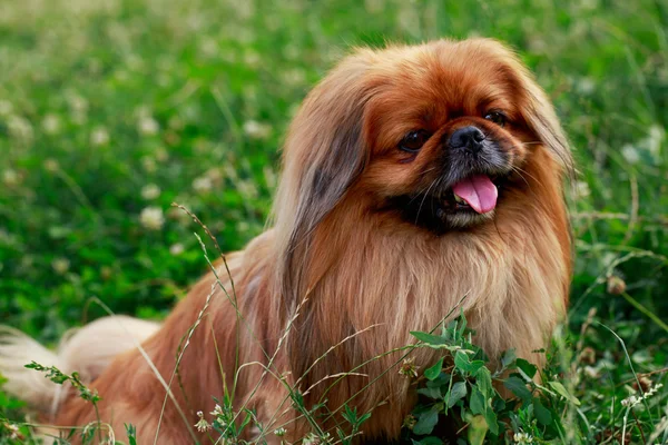 Pies rasy pekińczyk — Zdjęcie stockowe