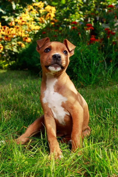 子犬犬種アメリカン ・ スタッフォードシャー ・ テリア — ストック写真