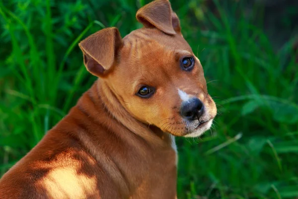 Köpek doğurmak Amerikan Staffordshire Terrier — Stok fotoğraf