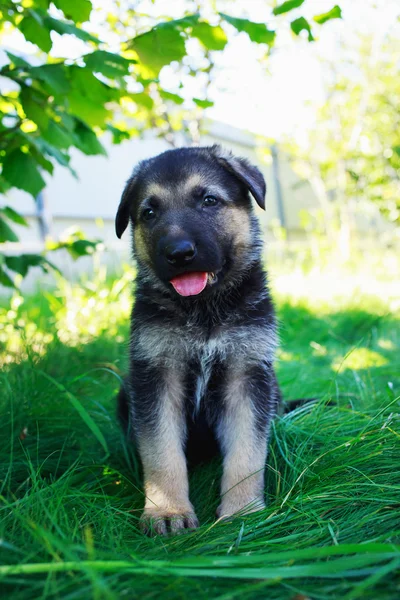 Cachorro raza pastor alemán —  Fotos de Stock
