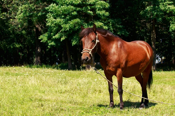 El caballo marrón — Foto de Stock
