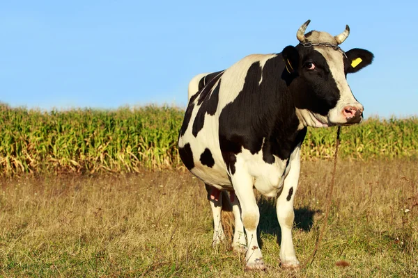 얼룩된 소 — 스톡 사진