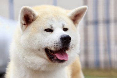 Köpek cinsi akita inu
