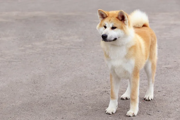 Pes plemeno akita inu — Stock fotografie