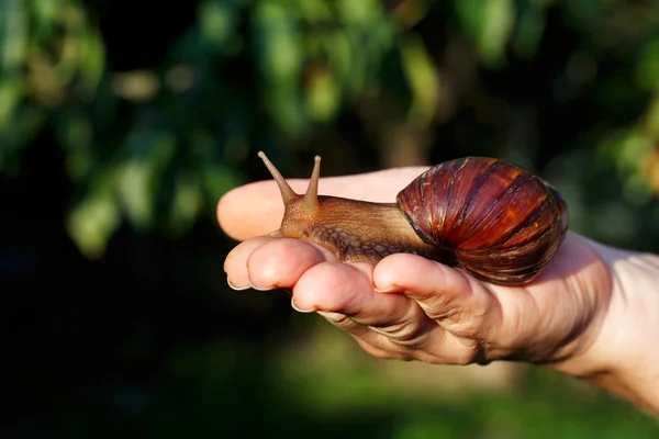 La grande chiocciola di Achatina — Foto Stock