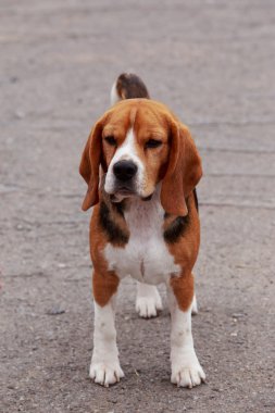 köpek doğurmak beagle