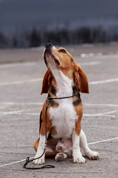 Raça cão beagle — Fotografia de Stock