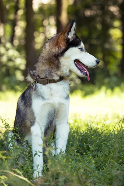 Raça cão siberiano husky — Fotografia de Stock