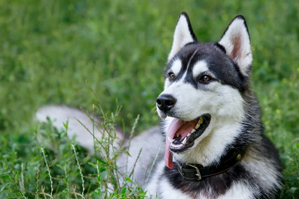 Raza de perro husky siberiano —  Fotos de Stock