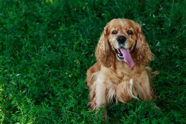 Raza de perro Cocker Americano Spaniel —  Fotos de Stock