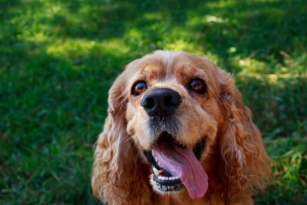 Race de chien American Cocker Spaniel — Photo