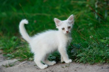 beyaz kedi
