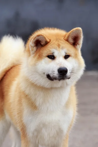 犬の品種秋田犬 — ストック写真