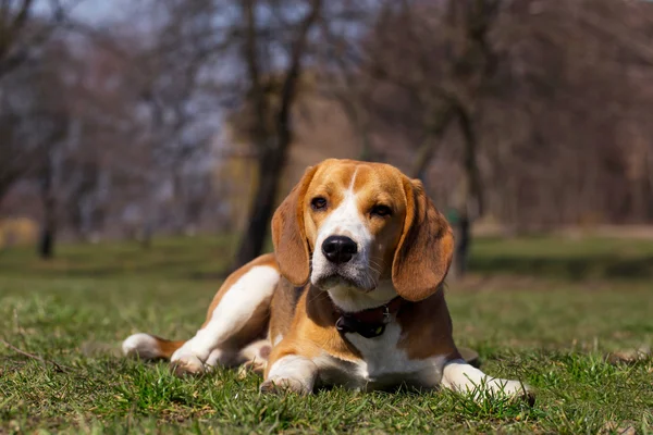 Raza de perro beagle — Foto de Stock