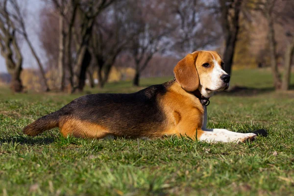 Raza de perro beagle — Foto de Stock