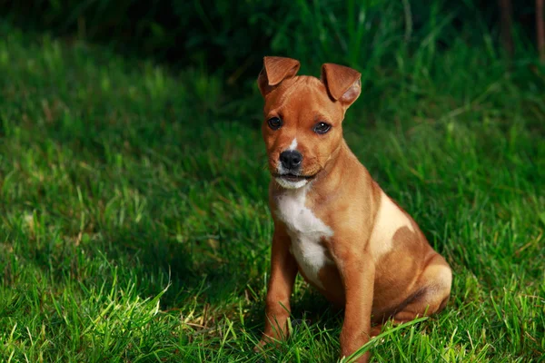 Szczeniak rasy American Staffordshire Terrier — Zdjęcie stockowe