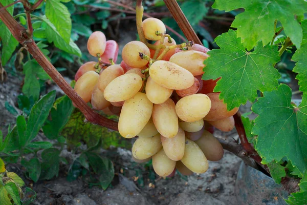 Bouquet de raisins mûrs — Photo