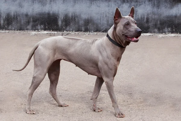 泰国脊背犬的犬种 — 图库照片