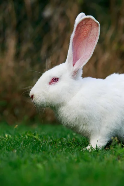 El conejo blanco —  Fotos de Stock
