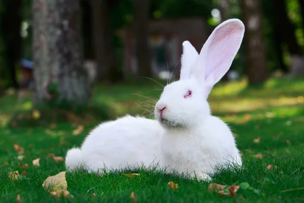 El conejo blanco —  Fotos de Stock
