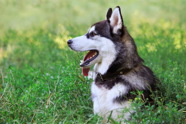 Raça cão siberiano husky — Fotografia de Stock