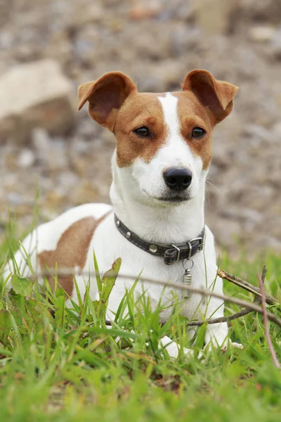 Jack Russell Terrier pies — Zdjęcie stockowe