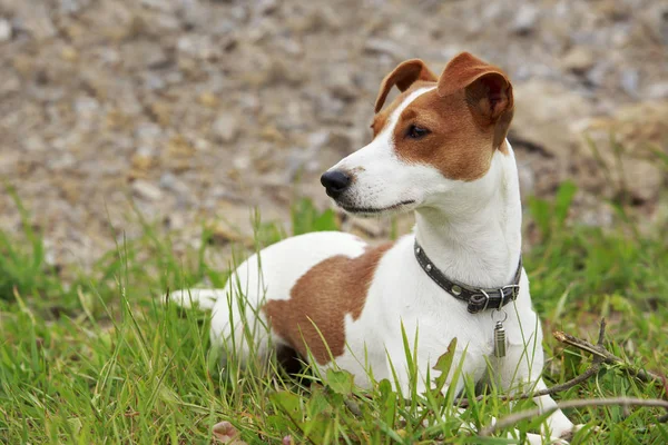 O cão Jack Russell Terrier — Fotografia de Stock
