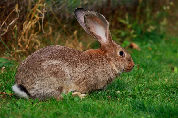 Кролика и кролика — стоковое фото