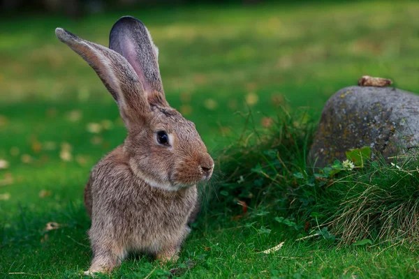 Le lapin gris — Photo