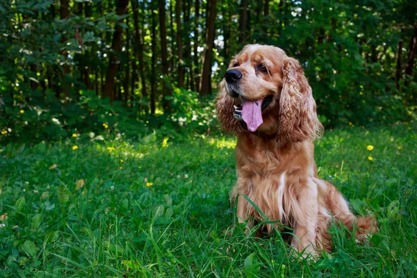 Raza de perro Cocker Americano Spaniel —  Fotos de Stock