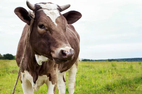 Las vacas pastan —  Fotos de Stock