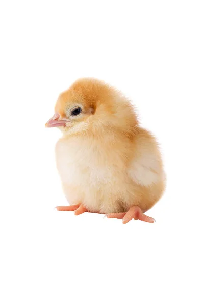 Den lilla kycklingen — Stockfoto