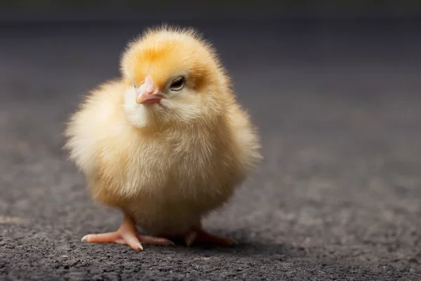 Маленький цыпленок — стоковое фото