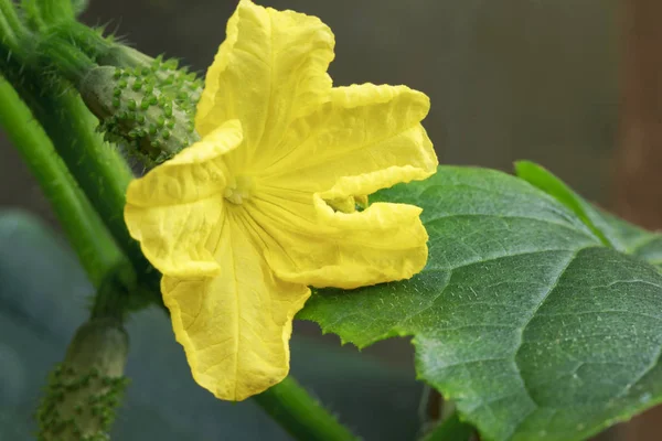 Żółty kwiat żeński ogórka — Zdjęcie stockowe