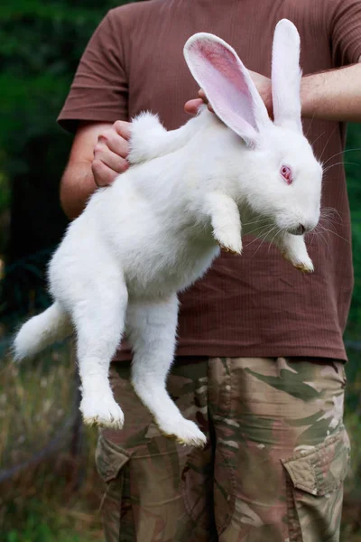 El conejo blanco — Foto de stock © DevidDO #125712052